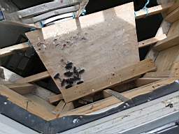 acastle
                          195230.jpg